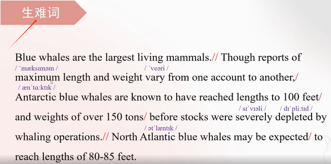 PTE口语RA讲解：Blue whales