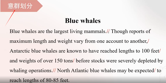 PTE口语RA讲解：Blue whales