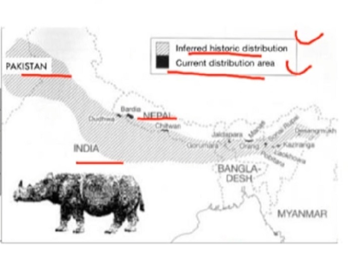 PTE口语DI例题Rhino distribution提取关键内容分析示意图