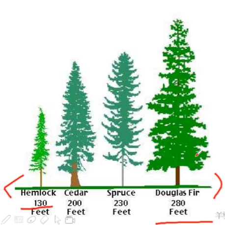 PTE口语DI例题Artificial tree storage size guide提取关键内容分析示意图