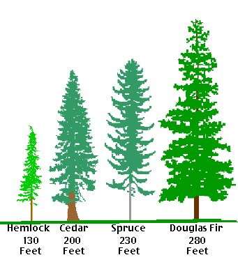 PTE口语DI例题Artificial tree storage size guide原图