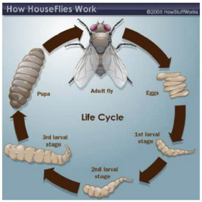 PTE口语DI例题How houseflies work原图