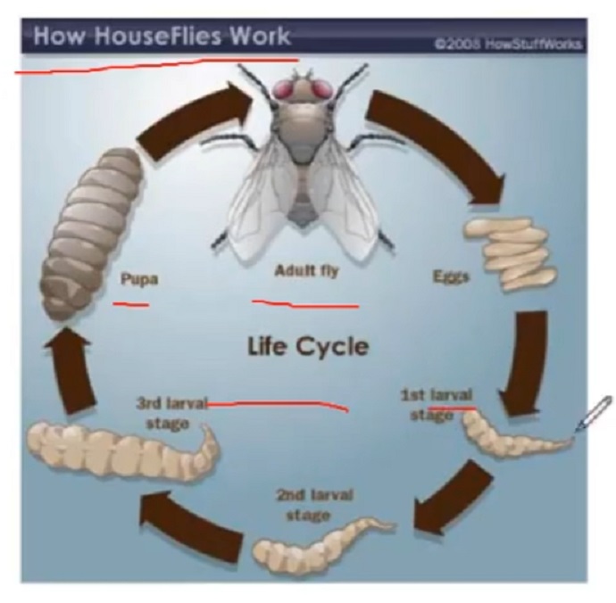 PTE口语DI例题How houseflies work的关键内容分析图