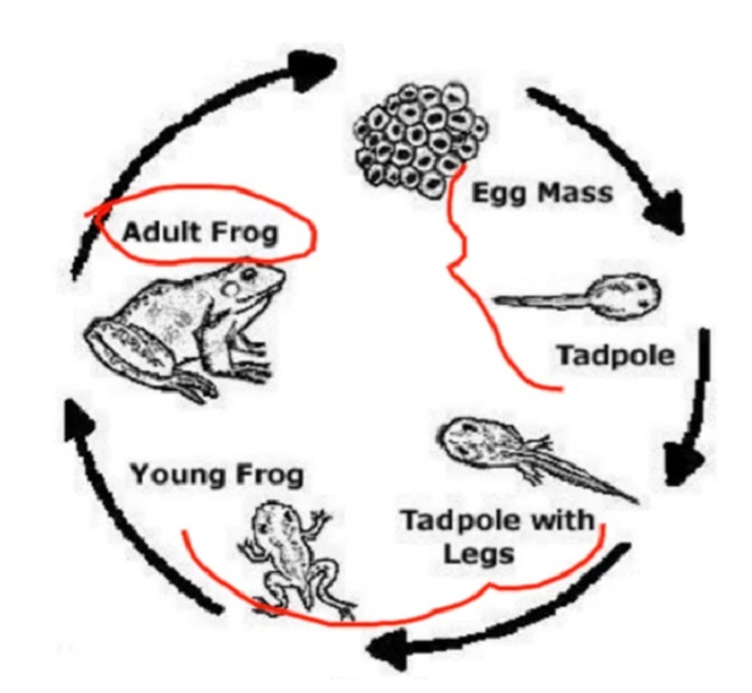 PTE口语DI例题Life cycle of a frog V2的关键内容分析图