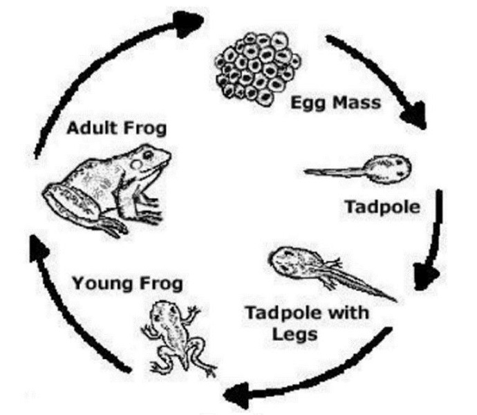 PTE口语DI例题Life cycle of a frog V2原图