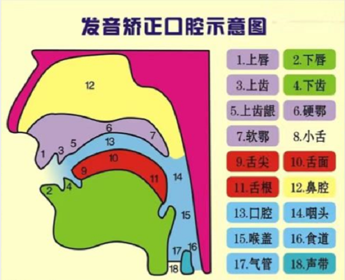 英语发音位置