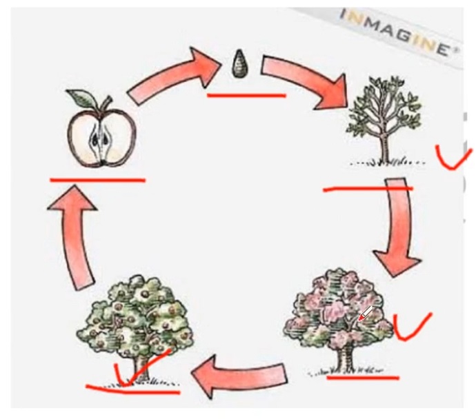 PTE口语DI例题Life cycle of an apple的关键内容分析图