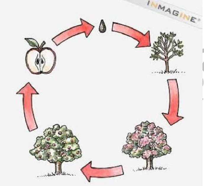 PTE口语DI例题Life cycle of an apple原图