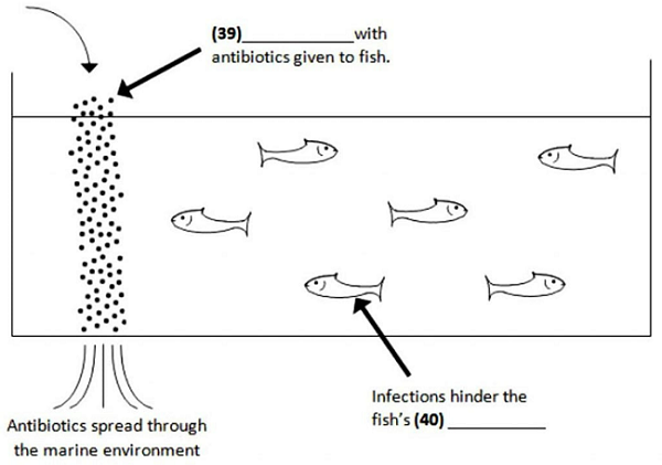 The Misuse of Antibiotics in the Fish Farm Industry